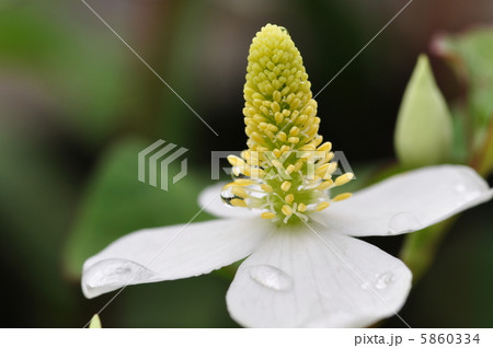 ドクダミ 5860334