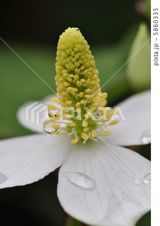 ドクダミ 5860335