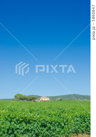 Vineyard on a bright summer day 5860647