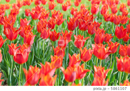 Flowers tulips in the garden Flowers tulips in the garden 5861107