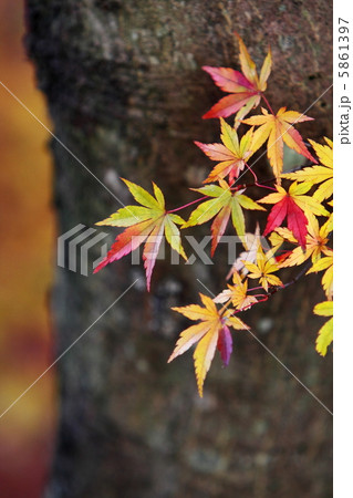 色づくカエデ 5861397