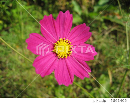 コスモス コスモス 5861406