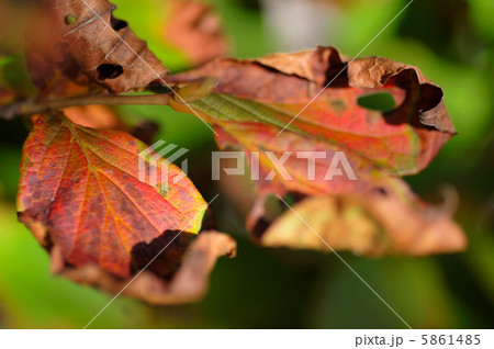 ナツツバキの紅葉 ナツツバキの紅葉 5861485