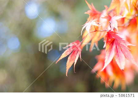 紅葉 5861571