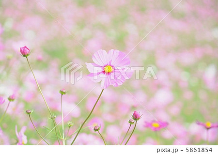 沢山のドワーフセンセーション 5861854