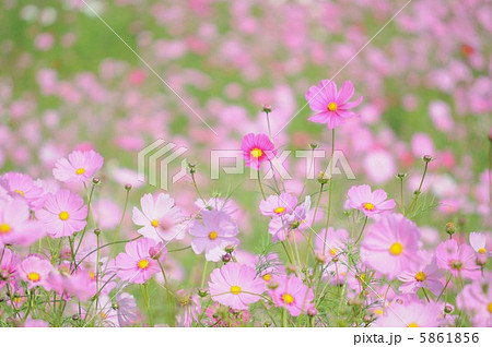 沢山のドワーフセンセーション 5861856