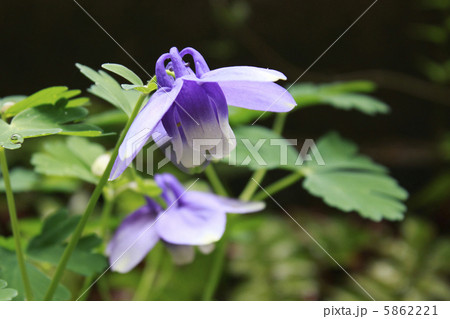 ミヤマオダマキ2 5862221