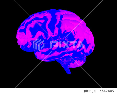 3d human brain 3d human brain 5862805