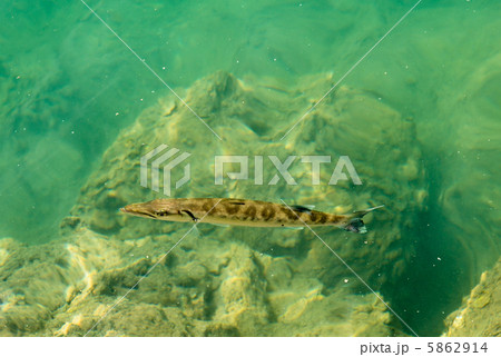 アラワイ運河を泳ぐバラクーダ 5862914