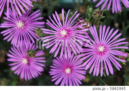 リビングストンデージー 5862995