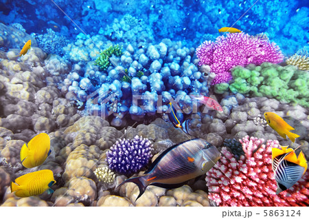 Coral and fish in the Red Sea.Egypt Coral and fish in the Red Sea.Egypt 5863124