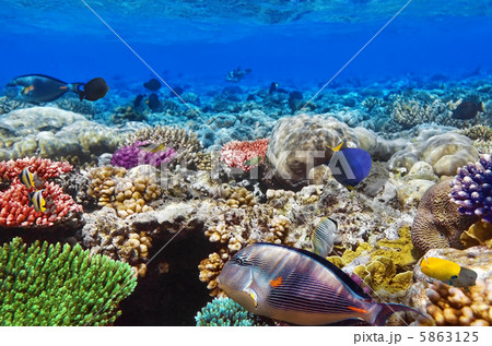 Coral and fish in the Red Sea.Egypt Coral and fish in the Red Sea.Egypt 5863125