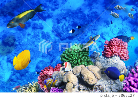 Coral and fish in the Red Sea.Egypt 5863127