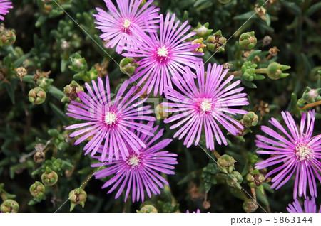 リビングストンデージー リビングストンデージー 5863144