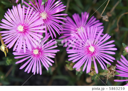 リビングストンデージー 5863259