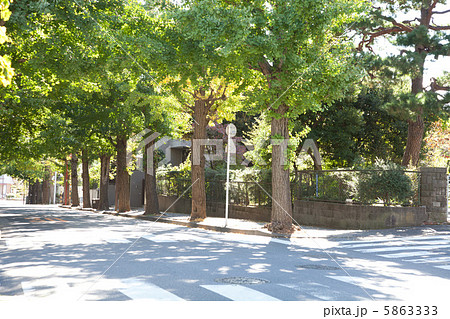 高級住宅街の銀杏並木 5863333
