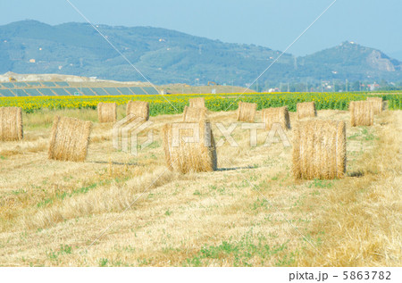 Field with rolls of hay on summer day Field with rolls of hay on summer day 5863782