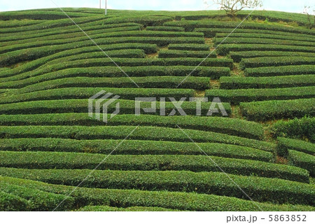 茶畑 茶畑 5863852