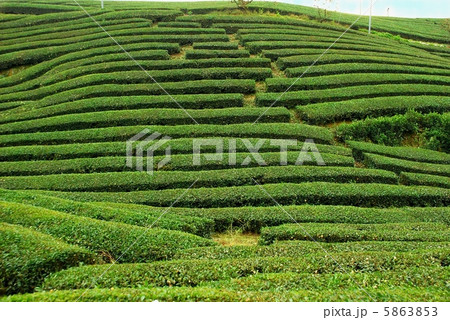 茶畑 茶畑 5863853
