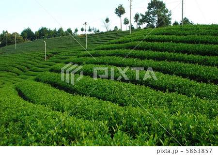 茶畑 茶畑 5863857
