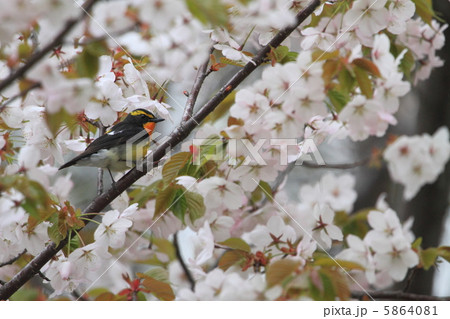 桜のなかのキビタキ 桜のなかのキビタキ 5864081