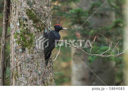 森のなかのクマゲラ 森のなかのクマゲラ 5864083