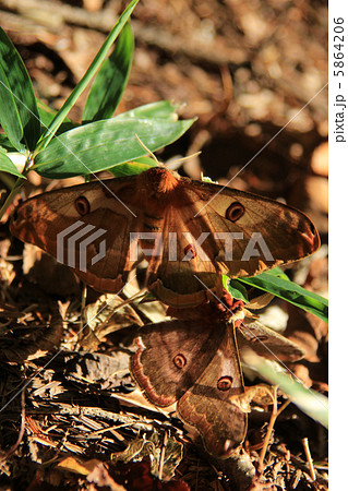 ヒメヤママユ 5864206