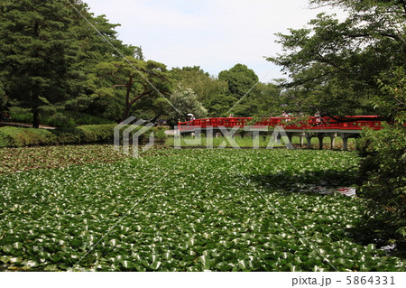 岩槻城址公園の池 5864331