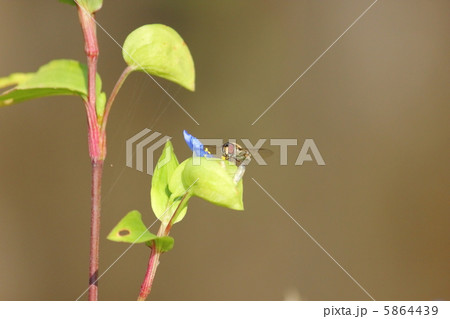 ヒメヒラタアブ ヒメヒラタアブ 5864439