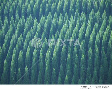杉木立 5864502
