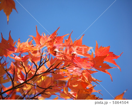 モミジと青空 5864504