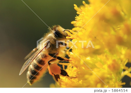 ミツバチ 5864554