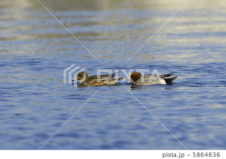 ヒドリガモ 5864636