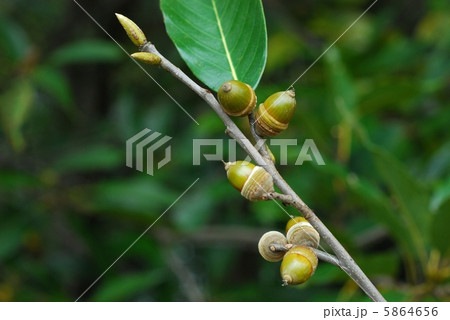 アカガシ アカガシ 5864656