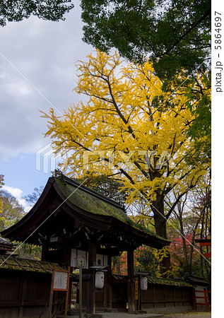 糺の森大銀杏 糺の森大銀杏 5864697