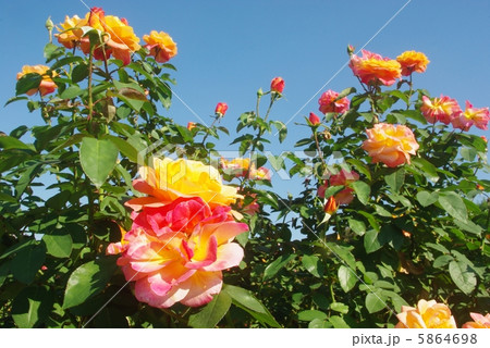 アンネのバラ アンネのバラ 5864698