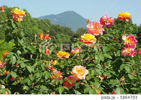 アンネのバラ アンネのバラ 5864703