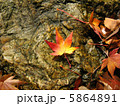 もみじ 5864891