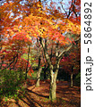 京の紅葉 5864892