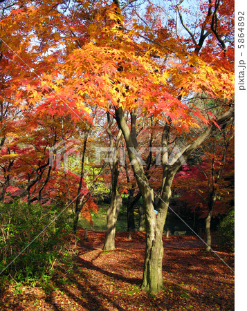 京の紅葉 5864892