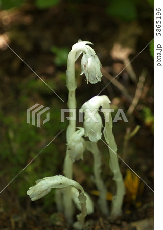 ギンリョウソウモドキ 5865196