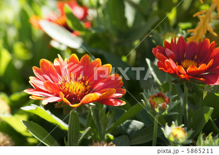 ガイラルディア ガイラルディア 5865211