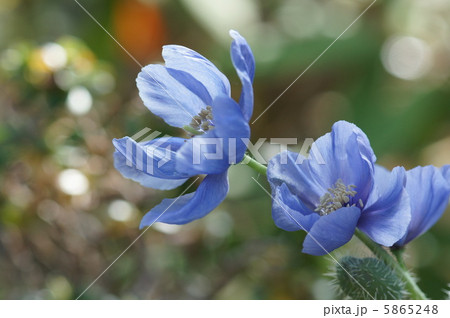 メコノプシス・ホリデュラ メコノプシス・ホリデュラ 5865248