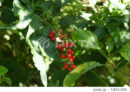 ジュズサンゴ 5865266