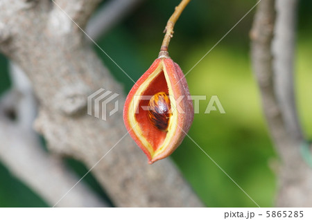 ピンポンノキ 5865285