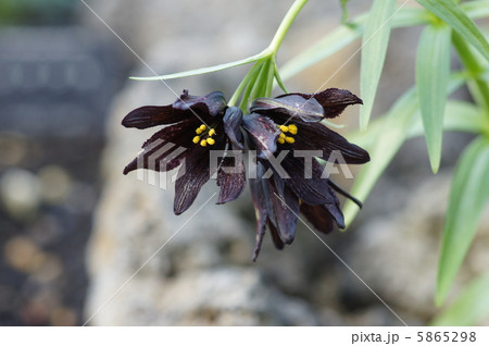 クロユリ 5865298