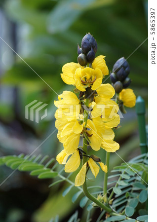 カッシア・ディディモボトリア カッシア・ディディモボトリア 5865397