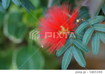 カリアンドラ・トウィーディー カリアンドラ・トウィーディー 5865399