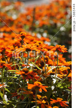 エキナセア・サンダウン エキナセア・サンダウン 5865444