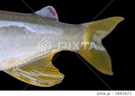 アユのメス アユのメス 5865621